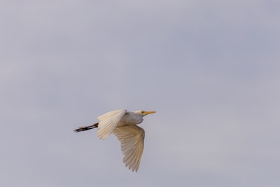 During the day under the white clouds flying white bird
